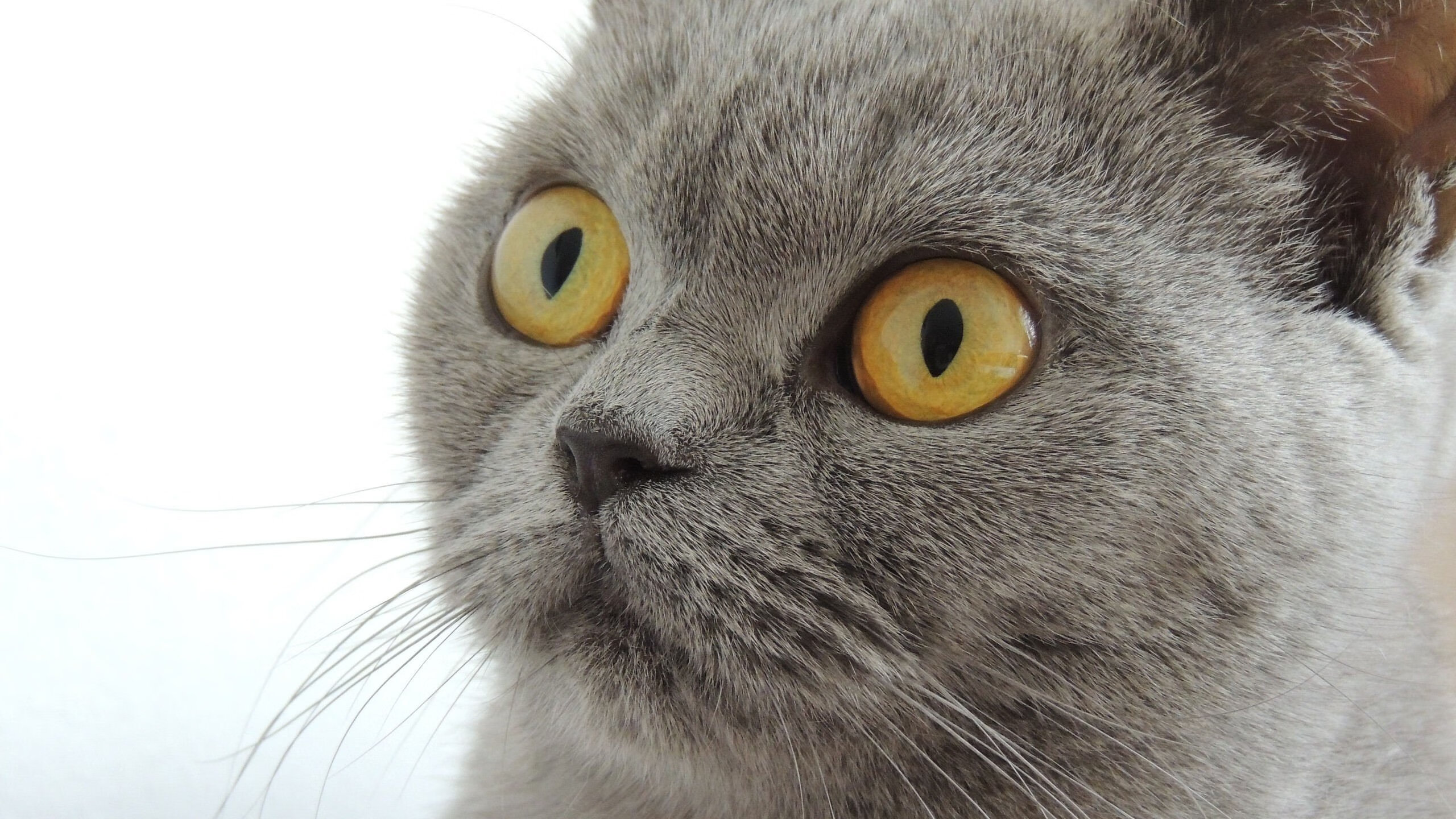 双线狂飙，球场与赛道上的绝对掌控—奇才击溃广厦，杰伦格林F1揭幕战称王