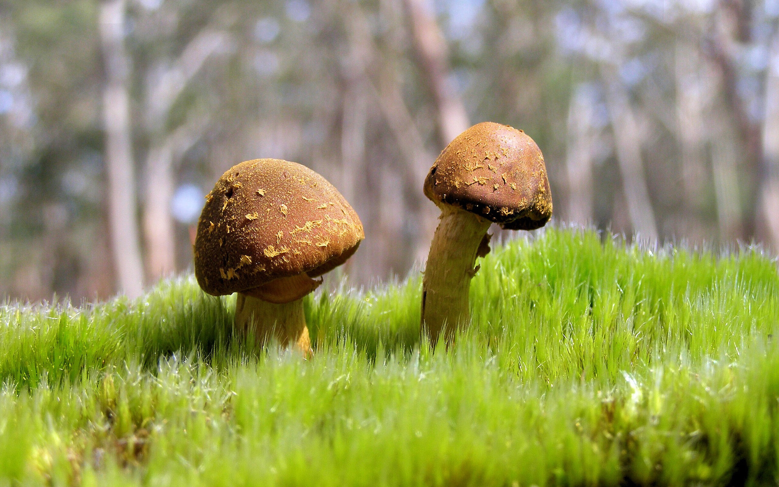 莱比锡红牛，用黑店哲学终结格子军团，凯塞多是新秩序奠基人