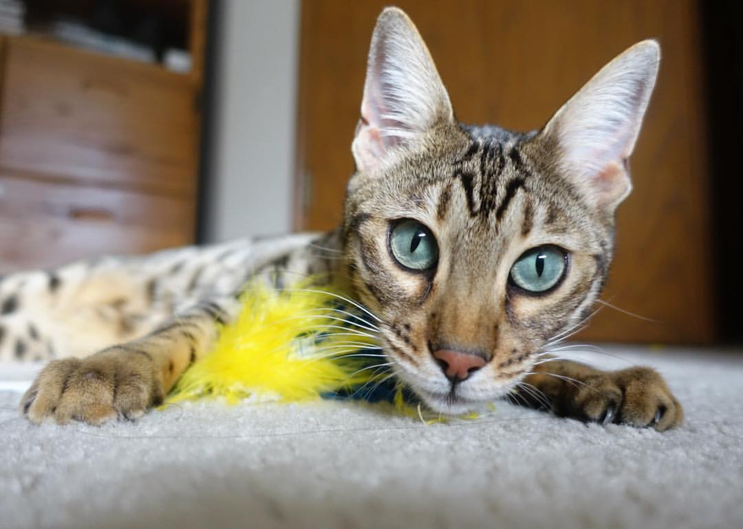 绿茵咏叹调，当姆巴佩的闪电刺穿塞维利亚式的铁幕—一场关于天赋与体系的终极对话