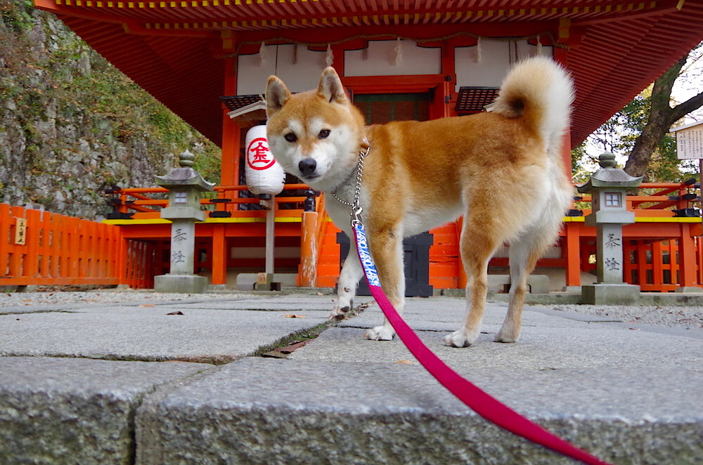 冰与火之歌，当无解的奥斯梅恩，遇见过关的潘帕斯雄鹰